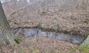 IMG-20250324-WA0017